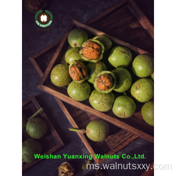 Potongan Cahaya Kernel Walnut Nutritif (LP)